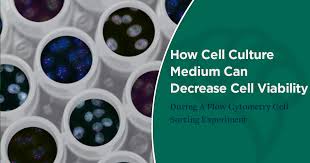 flow cytometry cell sorting experiment