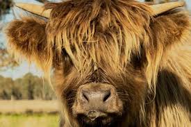 can you milk a highland cow are they