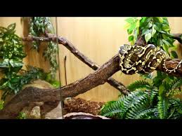 carpet python setup and care you