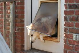 ultimate guide to the best dog doors