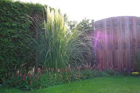 Mehrere, in regelmäßigen abständen gepflanzte gräser bringen durch die wiederholung ruhe und ordnung ins beet. Ziergraser Fur Den Garten Meister Meister