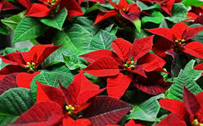 クリスマスにポインセチアを飾る理由 | 観葉植物レンタル（グリーンレンタル）の国土緑化株式会社