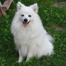 playful pet for pomeranian dog white