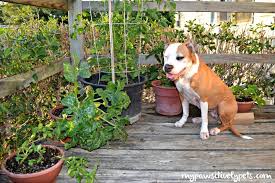 Vegetable Gardening With The Dog