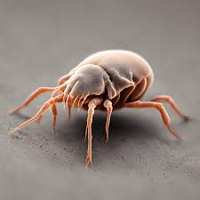 what are dust mites allergic symptoms