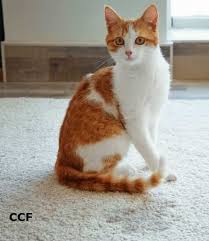 carpet cleaning get rid of cat urine