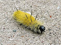 The caterpillar is covered with them and the the back is mostly black and the sides yellow, cream, or grayish. American Dagger Moth Caterpillar Sassy Priscilla