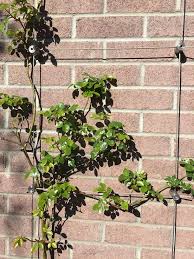 Green Wall Cable Trellis Kits Wire