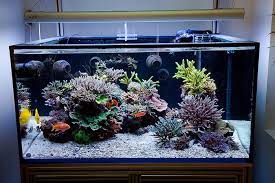 Dans certains aquarium, les poissons sont là pour mettre en valeur. Aesthetics Of Aquascaping Part I Reefs Com