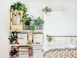 why indoor plants make you feel better