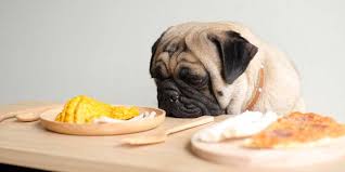 Best Pug Dog Food Goldenacresdogs Com