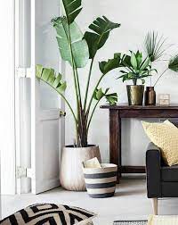cozy corner with plants decor home