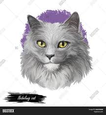 To this day nebelungs are outcrossed to russian blue cats, preferably those. Nebelung Cat Image Photo Free Trial Bigstock