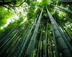 bamboo home legend