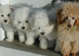 sweeer bichons and poodles home