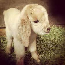 • 8 просмотров 2 месяца назад. Cabrita Bebe Baby Goat Pictures Baby Goats Cute Goats