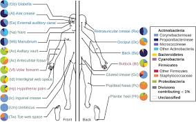 ⬤ picture quiz about body parts vocabulary. 12 1 Normal Microbiota Of The Body Biology Libretexts