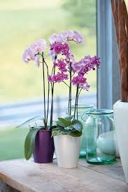 orchid pots by experts fast and free