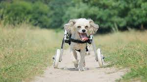 how to make a dog wheelchair you