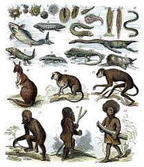 Evolution Chart Poster