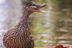 Does A Duck's Quack Echo? | Bird Spot