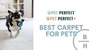 best carpet for pets shaw pet perfect