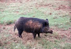 Physical Characteristics Of Feral Hogs Feral Hogs