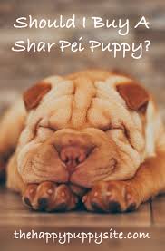 Shar Pei Dog Breed Guide Checking Out Their Pros And Cons