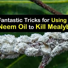 control mealybugs with neem oil tips