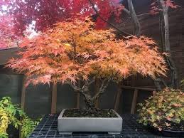 Japanese Maple Tree In A Pot