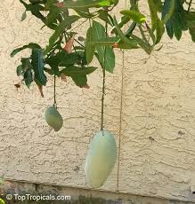 growing mango in hot arizona