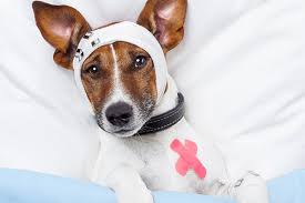 Head Trauma In Dogs Signs Causes