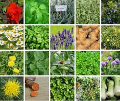 35 Easy To Grow Medicinal Plants To