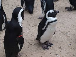 Penguins pets and garden pets exotic animals, replies: How Much Does A Penguin Cost Howmuchisit Org