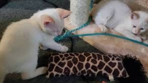 My rudy is a wonderful loving siamese flame point. Two White Siamese Flame Tip Rescue Kittens Youtube