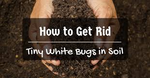 Tiny White Bugs In Soil