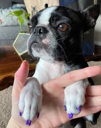 dog nail polish our 5 favorite dog