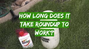 A standard question that people who are looking to end their marriage may ask their attorney is, how long does an uncontested divorce take? this doesn't mean that each spouse does not have an attorney. How Long Does It Take Roundup To Work Grass Killer