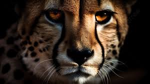 black background cheetah stare