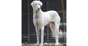 indian dog breed list find name
