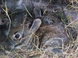 Caring For Newborn Baby Rabbits Zooh Corner Rabbit Rescue