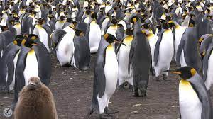 Sounds a penguin makes penguins have discernible vocalizations, identifiable to their mates and chicks. some researchers maintain that male and female emperor. King Penguin Vocalizations Listen To The Magical Sounds Of King Penguins Youtube