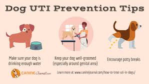 a uti in female and male dogs