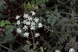 Pimpinella saxifraga - Michigan Flora
