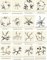 Morphological Identification Of Actinobacteria Intechopen