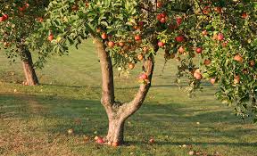 Espalier trees can also gain residual warmth and wind protection from the structure behind them. How To Grow Apples The Home Depot