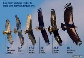 the bald eagle wingspan how does it