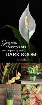 Gorgeous Indoor Plants That Love The Dark