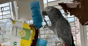 diy parrot foraging toys step by step