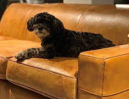 The Best Furniture Upholstery For Pets